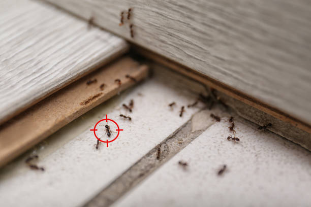 Best Ant Control Services  in Hurstbourne Acres, KY