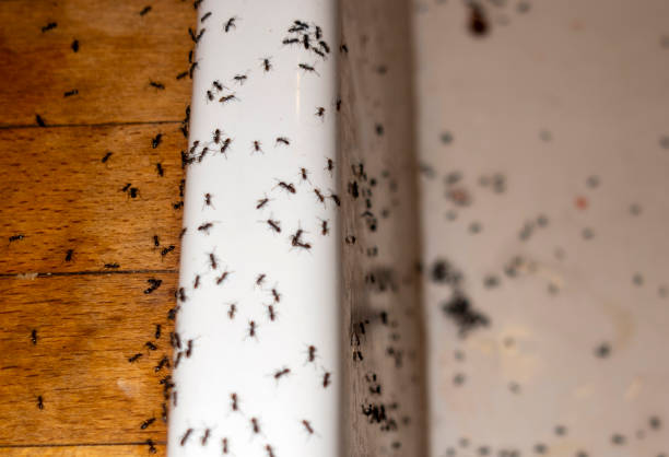 Wildlife Control Services in Hurstbourne Acres, KY